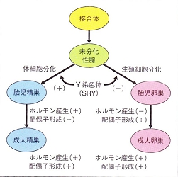 sexual_differentiation_0001.jpg