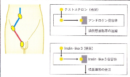 sexual_differentiation_0002.jpg