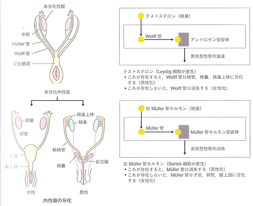 sexual_differentiation_0003.jpg