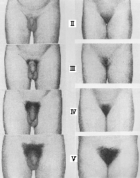 secondary_sex01.jpg