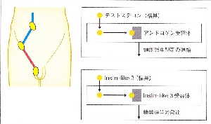 sexual_differentiation_0002.jpg