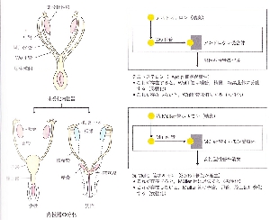sexual_differentiation_0003.jpg