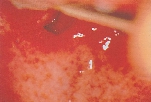 scarlet02.jpg